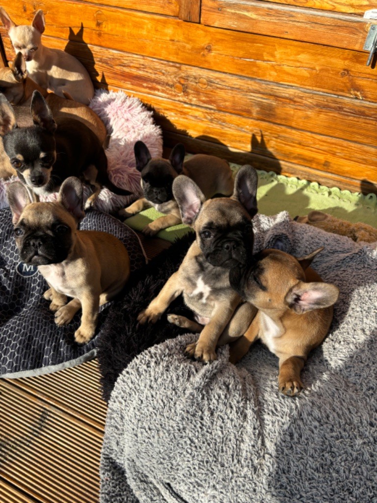 chiot Bouledogue français De L'Eden De Lea