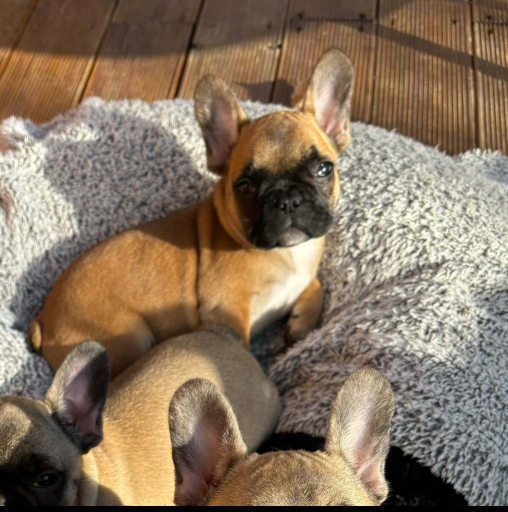 De L'Eden De Lea - Chiots disponibles - Bouledogue français